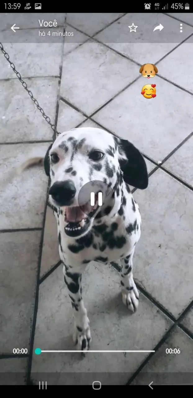 Cachorro ra a Dalmata idade 6 ou mais anos nome Flock