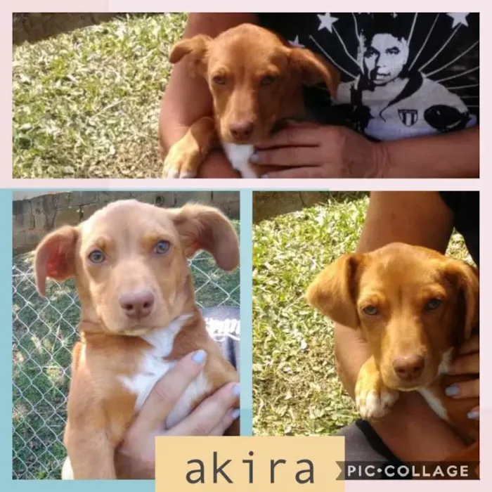 Cachorro raça SRD idade 2 a 6 meses nome AKIRA