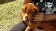 Cachorro raça SRD idade 2 a 6 meses nome AKIRA