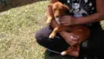 Cachorro raça SRD idade 2 a 6 meses nome AKIRA