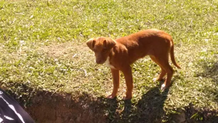 Cachorro raça SRD idade 2 a 6 meses nome AKIRA