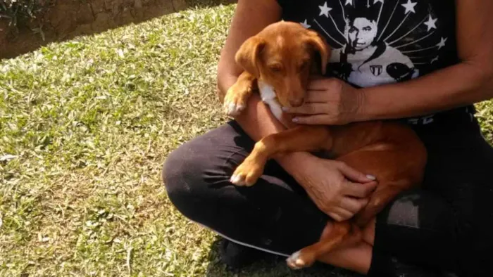 Cachorro raça SRD idade 2 a 6 meses nome AKIRA