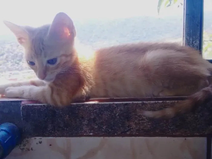 Gato ra a S.R.D idade Abaixo de 2 meses nome Aurora