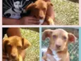 Cachorro raça SRD idade 2 a 6 meses nome AKIRA