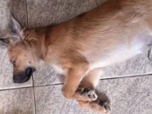 Cachorro raça Chow Chow + vira lata idade 2 a 6 meses nome Billy