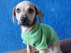 Cachorro raça SRD idade 2 a 6 meses nome LEANDRINHO