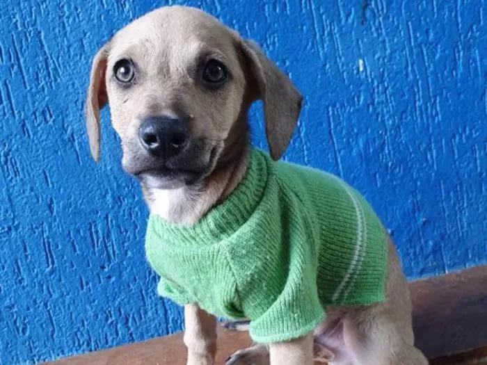 Cachorro ra a SRD idade 2 a 6 meses nome LEANDRINHO