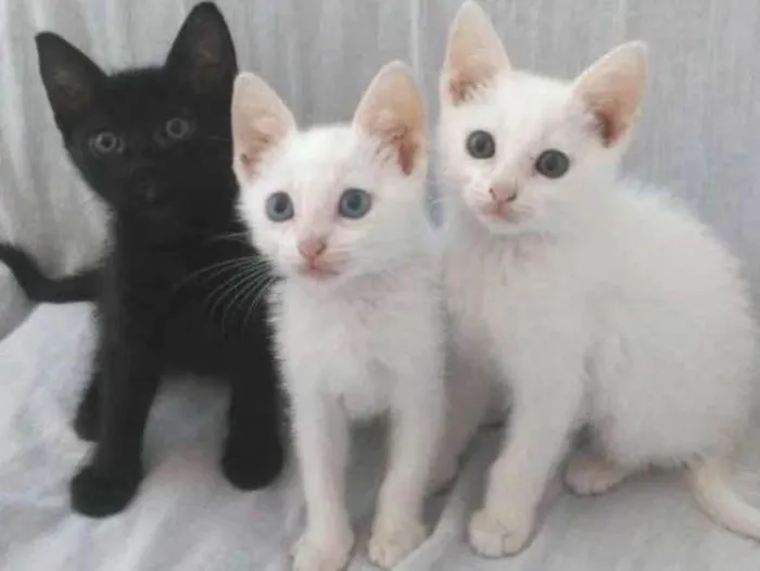 Gato raça Srd idade Abaixo de 2 meses nome 3 lindas gatinhas