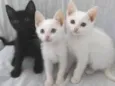 3 lindas gatinhas