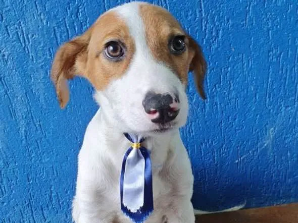 Cachorro raça SRD idade 2 a 6 meses nome LUPERCIO