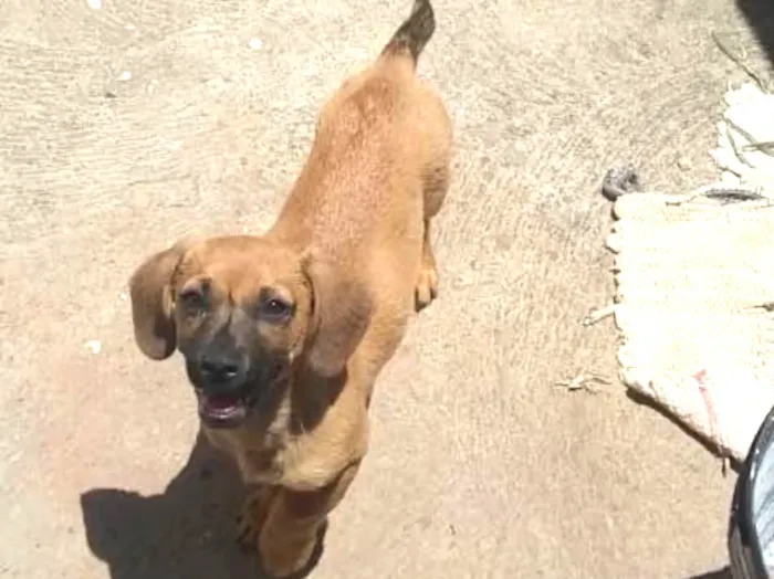Cachorro ra a sem raca definida idade 2 a 6 meses nome xico nene pipoca 