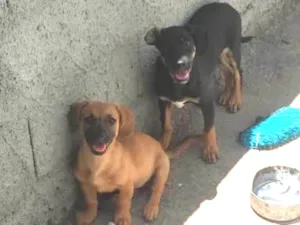 Cachorro raça sem raca definida idade 2 a 6 meses nome xico nene pipoca 