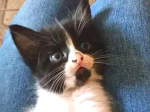Gato raça Indefinida idade 2 a 6 meses nome Sem nome