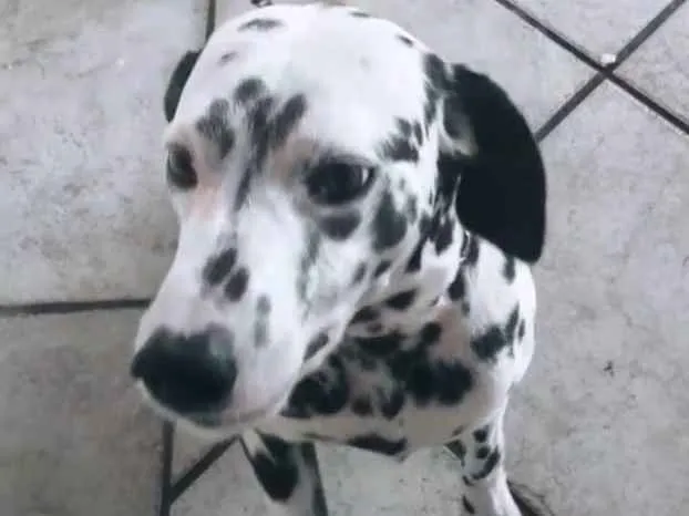 Cachorro ra a Dalmata idade 6 ou mais anos nome Flock