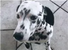 Cachorro raça Dalmata idade 6 ou mais anos nome Flock