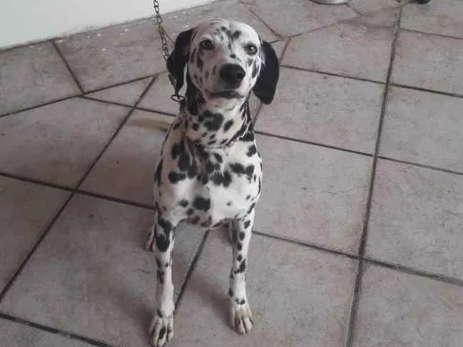 Cachorro ra a Dalmata idade 6 ou mais anos nome Flock