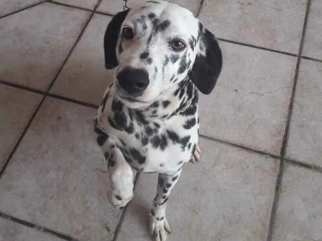 Cachorro ra a Dalmata idade 6 ou mais anos nome Flock