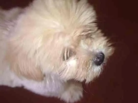 Cachorro ra a Poodle toy idade 2 a 6 meses nome Gohan