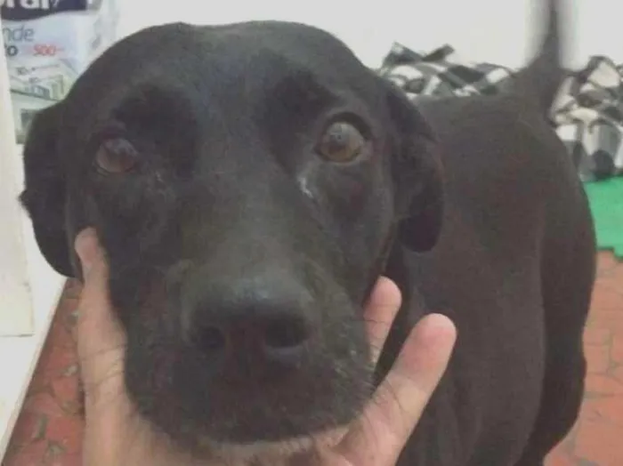 Cachorro raça SRD idade 2 anos nome Pandora