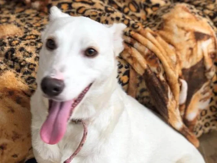 Cachorro raça SRD idade 2 anos nome Chanel