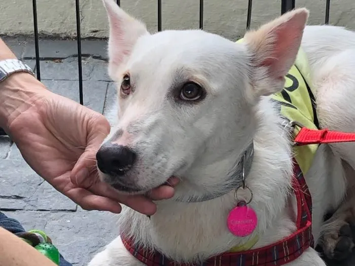 Cachorro raça SRD idade 2 anos nome Chanel