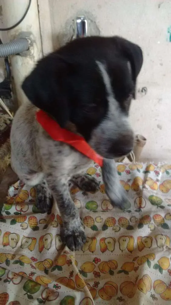 Cachorro ra a SRD idade 2 a 6 meses nome Pakita
