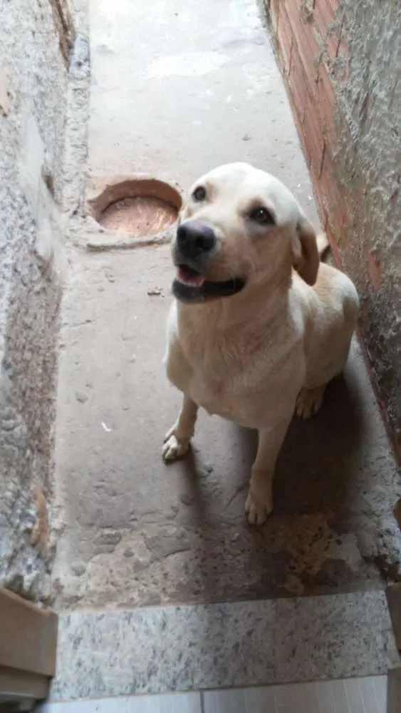 Cachorro ra a Labradora idade 2 anos nome Mel.