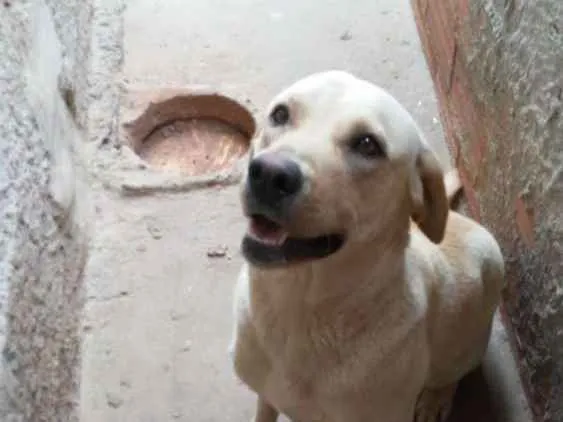 Cachorro ra a Labradora idade 2 anos nome Mel.
