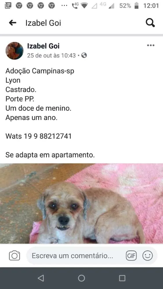 Cachorro ra a Shitsu idade 1 ano nome Bidu