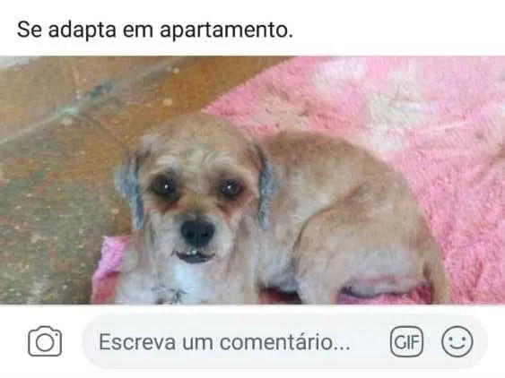 Cachorro ra a Shitsu idade 1 ano nome Bidu