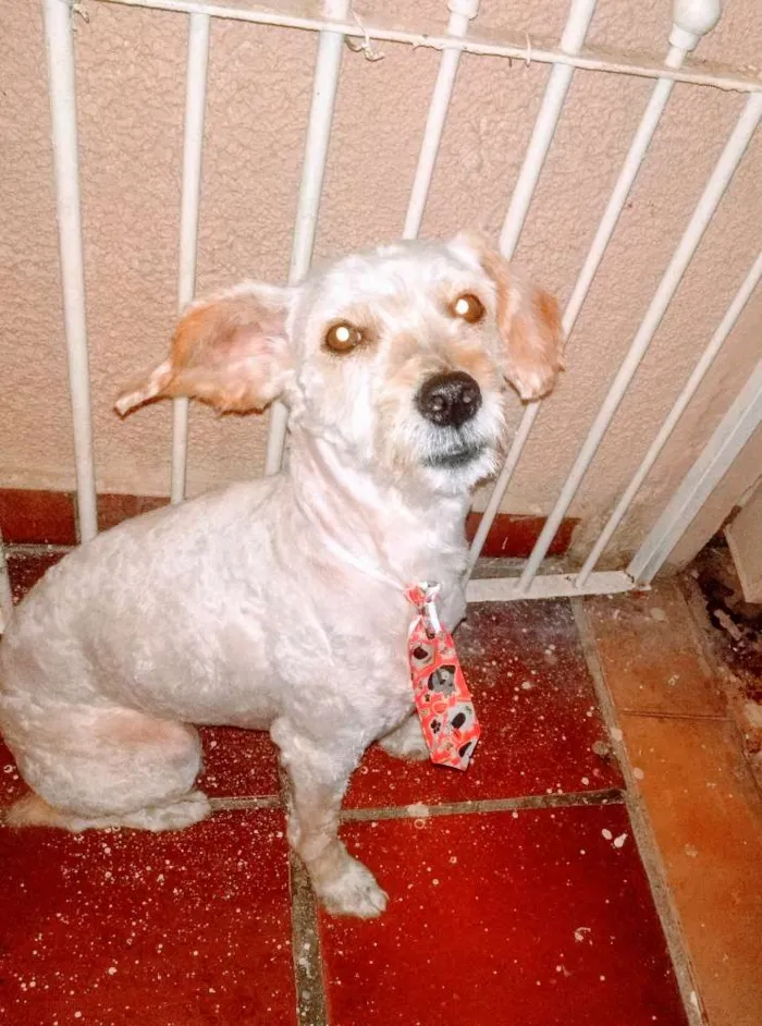 Cachorro ra a Poodle idade 1 ano nome Juca