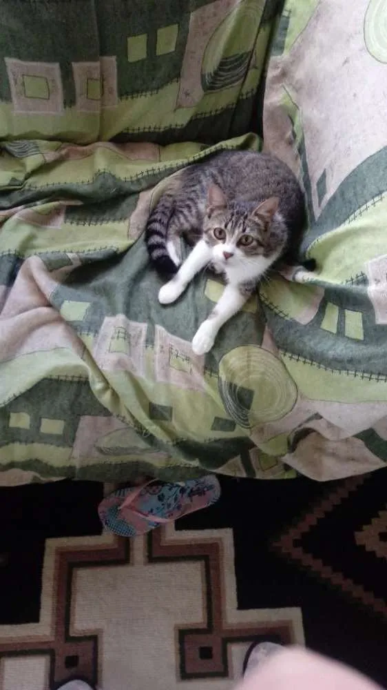 Gato ra a Não identificado idade 1 ano nome Mia