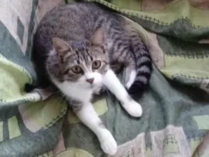Gato raça Não identificado idade 1 ano nome Mia