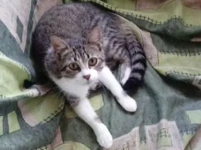 Gato ra a Não identificado idade 1 ano nome Mia
