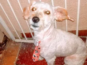 Cachorro raça Poodle idade 1 ano nome Juca