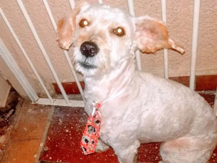 Cachorro ra a Poodle idade 1 ano nome Juca