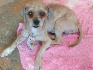 Cachorro raça Shitsu idade 1 ano nome Bidu