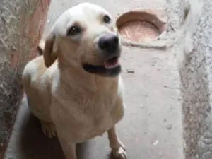 Cachorro raça Labradora idade 2 anos nome Mel.