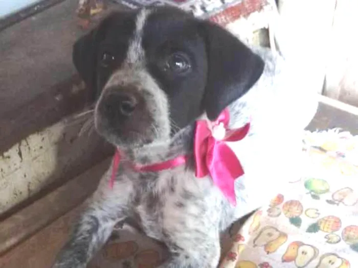 Cachorro ra a SRD idade 2 a 6 meses nome Pakita