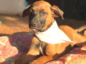 Cachorro raça SRD idade 7 a 11 meses nome Carlinhos