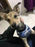 Loki
