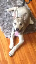 Loki