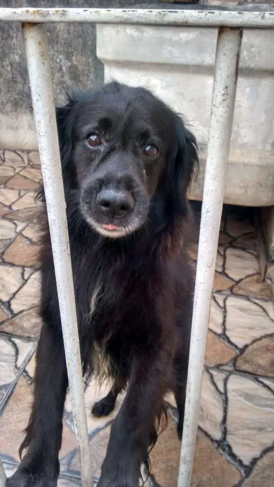 Cachorro ra a Sem definiçao idade 6 ou mais anos nome Negão