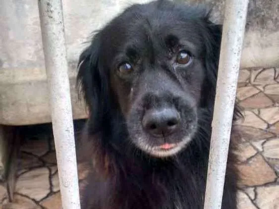 Cachorro ra a Sem definiçao idade 6 ou mais anos nome Negão