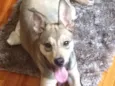 Loki