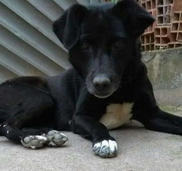 Cachorro raça Sem raça  idade 6 ou mais anos nome Fofura