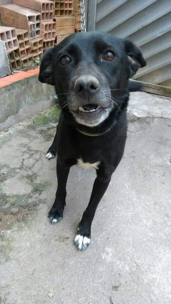 Cachorro raça Sem raça  idade 6 ou mais anos nome Fofura