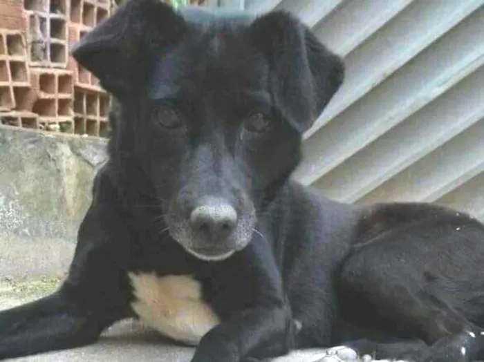 Cachorro raça Sem raça  idade 6 ou mais anos nome Fofura