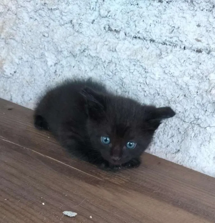 Gato ra a Viralata idade Abaixo de 2 meses nome Sem nome