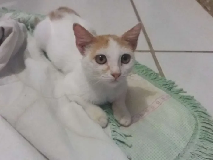 Gato ra a SRD idade 2 anos nome Lelinha 
